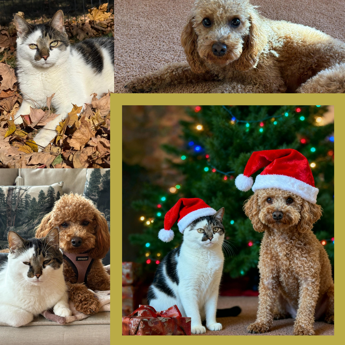 Why we use AI to generate pet portrait